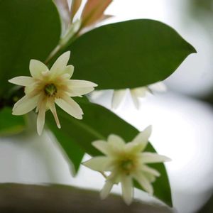 クチナシ,シキミの画像