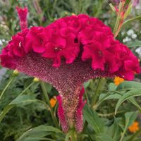 ケイトウ,ケイトウ,ケイトウ,ケイトウ セロシア,今日のお花の画像