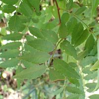 サンショウ,山歩き,植物観察,チーム高尾山,なとぷーサンショウの仲間の画像
