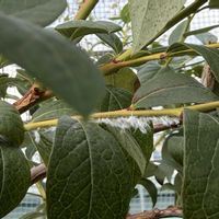 ブルーベリー,害虫駆除,害虫,害虫被害,鉢植えブルーベリーの画像