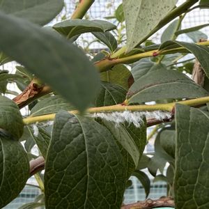 ブルーベリー,害虫駆除,害虫,害虫被害,鉢植えブルーベリーの画像