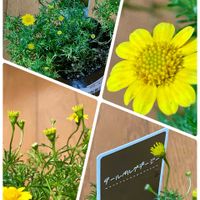 ダールベルグデージー,ナデシコ,オステオスペルマム,ミョウガ,シシトウの画像