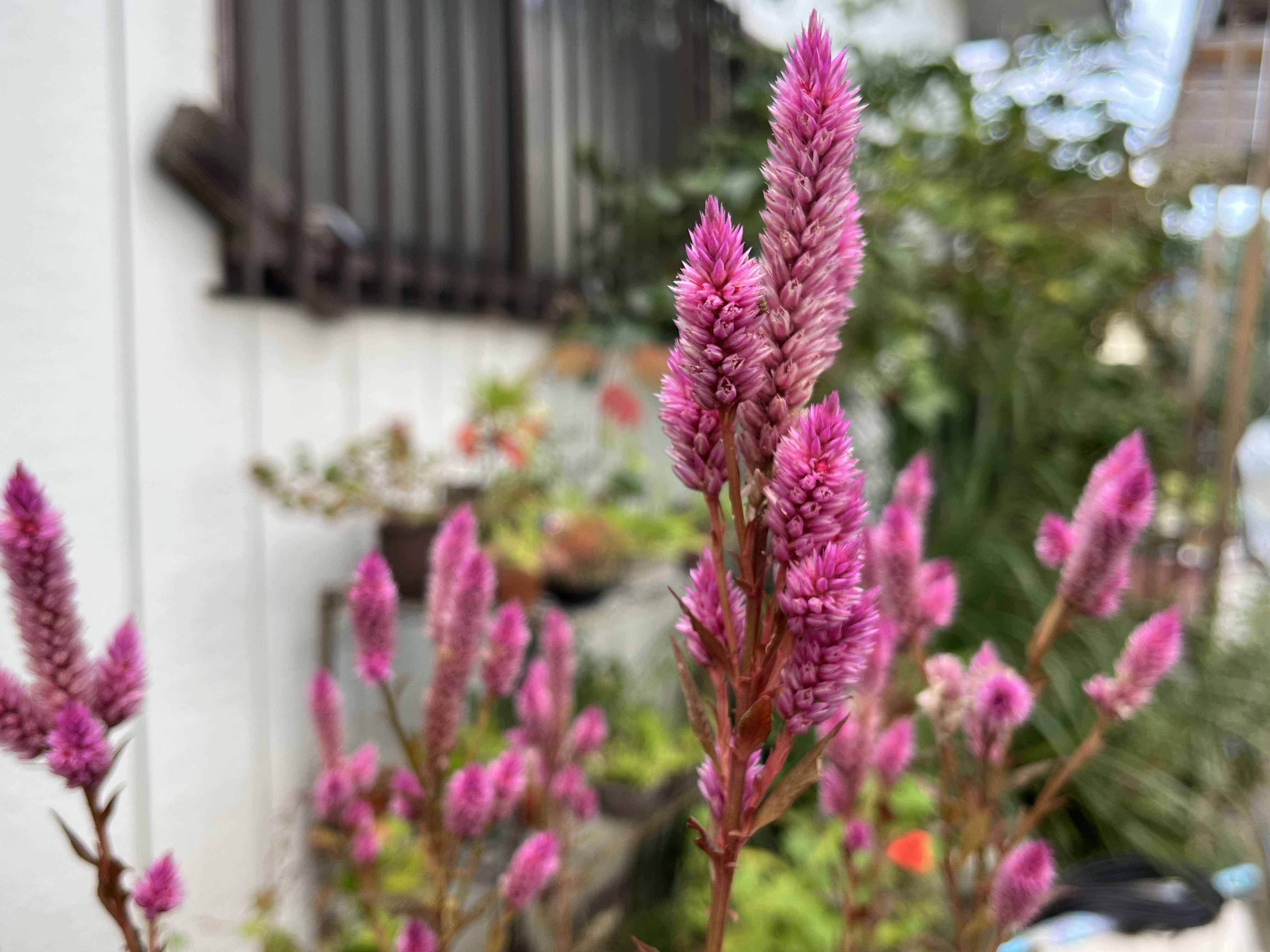 赤葉日高ミセバヤの一覧｜🍀GreenSnap（グリーンスナップ）