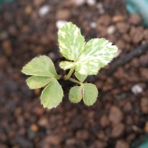 クリスマスローズ,斑入りクリスマスローズ,実生,実生苗,ガーランドの画像