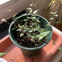 ブライダルベールの画像