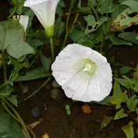 ヒルガオの画像