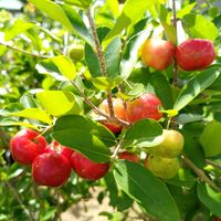 アセロラ,スターフルーツ,出かけ先の画像