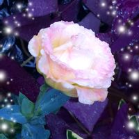 ムラサキゴテン,サトイモ,オキザリス・トライアングラリス,サルビア・ガラニチカ,八重咲きトルコキキョウの画像