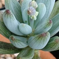 万宝,宮城県,我ら宮城県民,庭の画像