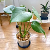 モンステラ,モンステラ,ダイソーモンステラ,観葉植物,ダイソーの画像