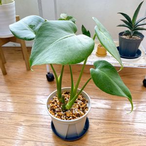 モンステラ,モンステラ,ダイソーモンステラ,観葉植物,ダイソーの画像
