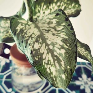 ディフェンバキア,ディフェンバキア ティキ,観葉植物,100均,ダイソーの画像