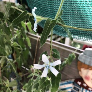 ブルースター,春菊,小かぶ,ガーデニング,プランター野菜の画像