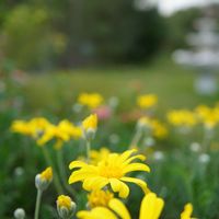 ユリオプスデージー,ランタナ,芝生,✨噴水⛲️✨,花壇の画像