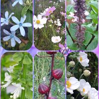 ブルースター,ローゼル,ローゼル,スイートバジル,秋明菊の画像