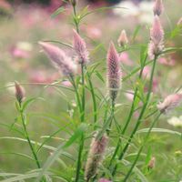 ケイトウ,ノゲイトウ,ケイトウ メリダ,ケイトウホルン,ケイトウ セロシアの画像