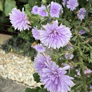 宿根アスター   ビクトリア,ガーデニング,フロントガーデン,秋の庭,宿根草♪の画像