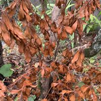 アセビ,馬酔木(アセビ）,アセビ（馬酔木）,あせび,馬酔木(あせび)の画像