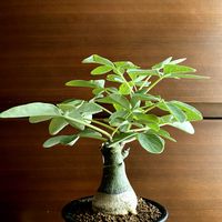 アデニア・グラウカ,塊根植物,グリーンのある暮らし,植物のある暮らしの画像