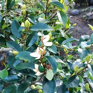 カラタネオガタマの画像