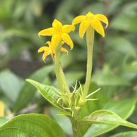 コンロンカ,スウィートアリッサム,カラミンサ・ネペタ,レウコフィルム,デュランタ 宝塚の画像