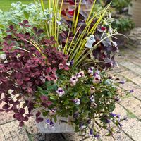 バロータ,クローバー　ティントワイン,クローバー　ティントワイン,オキザリス・トライアングラリス,アコルス 黄金の画像