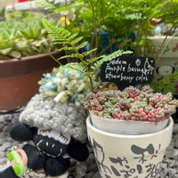 サボテン,シラン,パープルヘイズ,アガベ アメリカーナ,寄せ植えの画像