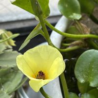 ウォーターポピー,ウォーターポピー（ミズゲナシ）,ウォーターポピーの蕾,ウォーターポピーの花,ウォーターポピーの花の画像