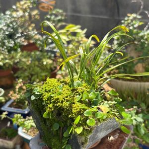 シダ,鉢植え,シダ植物,ミニ盆栽,山野草の画像