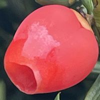 イチイ,実♡,お花は癒し,花が好き❤,☆携帯撮影☆の画像