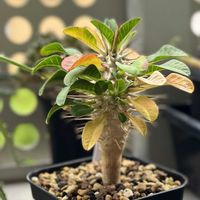 ユーフォルビア属,ユーフォルビア・ギラウミニアナ,ユーフォルビア・ギラウミニアナ,多肉植物,神奈川タニラーの画像