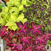 コリウス,コリウス・ブラックマジック,コリウス レッドアイズ,ハルのコリウスの画像