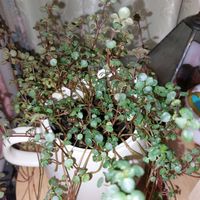 ピレア グラウカの画像