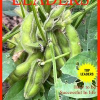 枝豆,ミヨウガ,ウォーキングの楽しみの画像