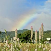 ノゲイトウ,虹とコラボ,お出かけ先の画像