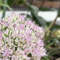 ニラ,ライスフラワー,シモツケ ,オオベンケイソウ,ブラックレースフラワーの画像