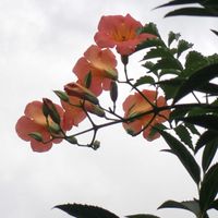 ノウゼンカズラ,花壇,近くの公園の画像