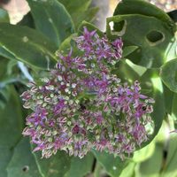 キンギョソウ,キンギョソウ,ルドベキア, ベンケイソウ, ベンケイソウの画像