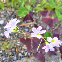 アジサイ,アップルミント,ホトトギス,オキザリス・トリアングラリス,シマニシキソウの画像