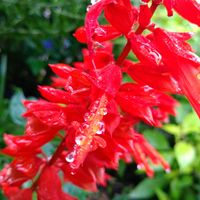 サルビア,サルビア,ハナミズキ,ハナミズキ,ベルガモットの画像