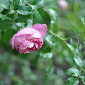 flower,庭園の画像