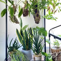 コチョウラン,ミルクブッシュ,ドリナリア,ウツボカズラ,サンセベリアの画像