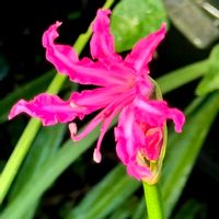 ネリネ,ミニバラ,ミョウガの花,ネリネ(ダイヤモンドリリー),ミョウガの画像