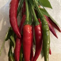 とうがらし,自然のオブジェ,北海道,辛そう⁉️,真っ赤な火曜日の画像