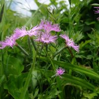 カワラナデシコ,山野草,野草,雄性先熟の画像