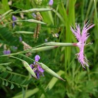 カワラナデシコ,山野草,野草,雄性先熟の画像