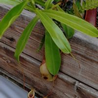 ウツボカズラの画像