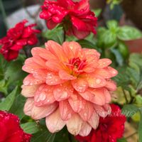 ダリア,薔薇　ジ・オルブライト・ランブラー,チュウゴクアミガサハゴロモ！,ガーデニング,庭の虫たちの画像