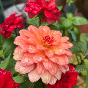 ダリア,薔薇　ジ・オルブライト・ランブラー,チュウゴクアミガサハゴロモ！,ガーデニング,庭の虫たちの画像