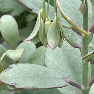 セイロンベンケイソウ,花壇,ガーデニング,山野草,ベンケイソウ科の画像